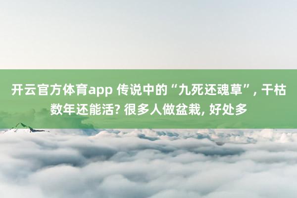 开云官方体育app 传说中的“九死还魂草”, 干枯数年还能活? 很多人做盆栽, 好处多