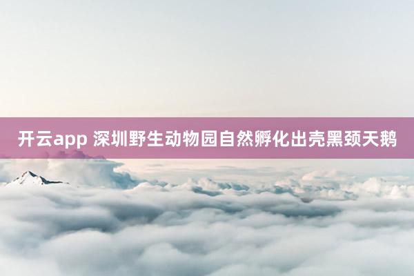 开云app 深圳野生动物园自然孵化出壳黑颈天鹅